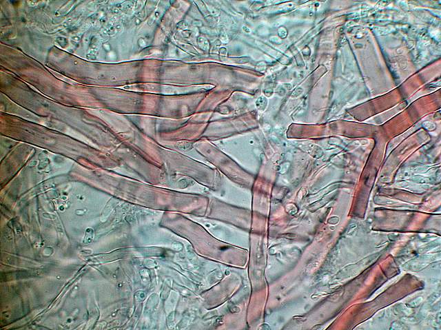 Pycnoporellus fulgens  (Fr.)  Donk